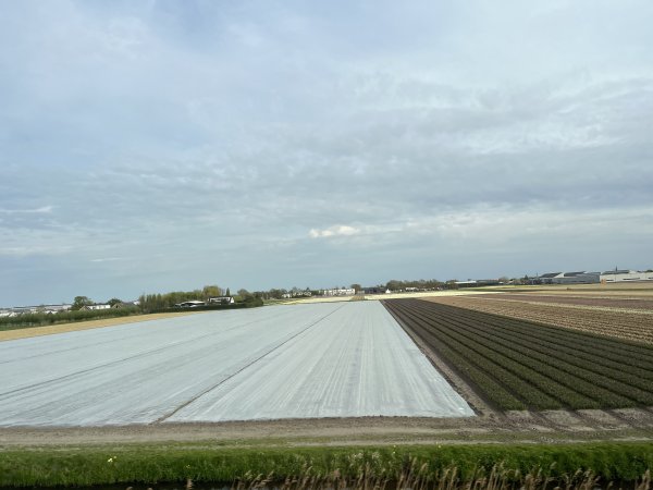 2025_0420 倫敦馬拉松順遊西歐 D2e(鹿特丹)2786191