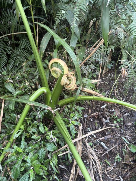 20251122大湖尖山步道(啟登直上第三涼亭)2944513