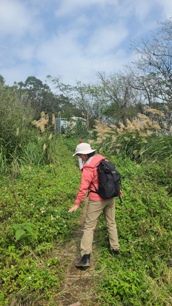 2025-0204 鶯歌_大凍山_三角埔頂山_迴龍2707881