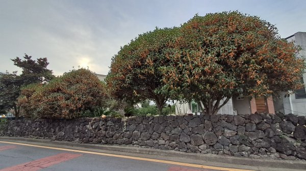 偶來小路走走2942606