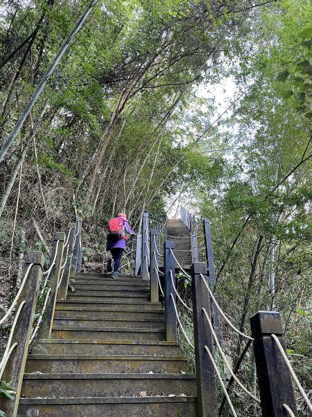 雙崎埋伏坪步道 順遊 巨人之手+雪山坑步道 202401142403900