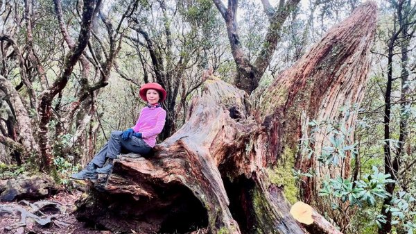 🌈4/13（日）（三）魔法森林-塔曼山~FB：熊熊趴爬走🌈2761323