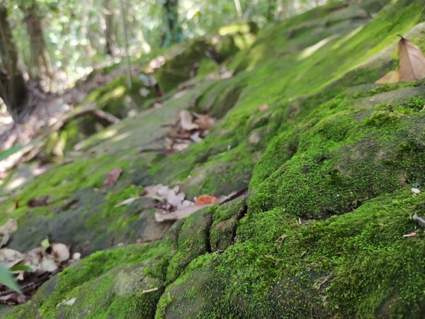 埋伏坪登山步道1750029