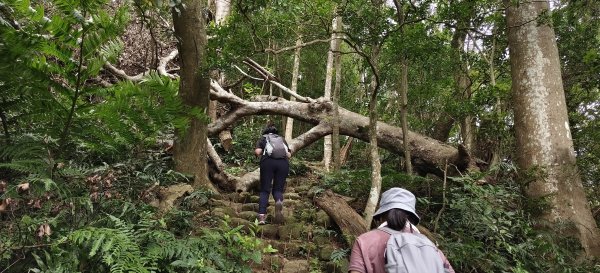 2025/07/19-大艽芎古道上溪洲山O型2841549