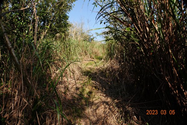 新北 貢寮 和美山(蚊子坑山)2057476