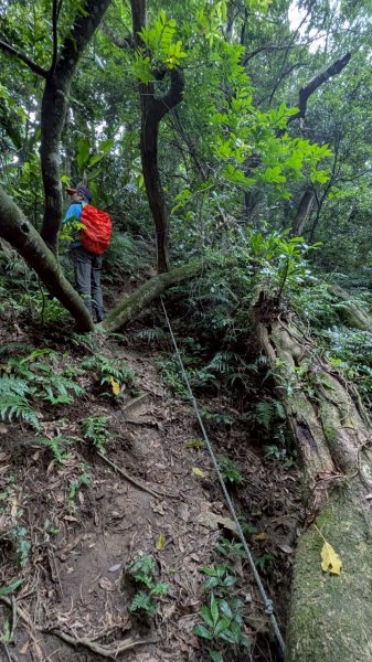 114.06.21大竹坑山-小粗坑山-石門山之旅2818869