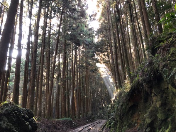 二萬坪鐵道漫遊尋神木走二萬坪山屏遮那山1118228