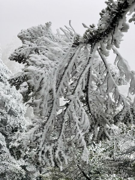 絕美銀白世界 玉山降下今年冬天「初雪」1236088