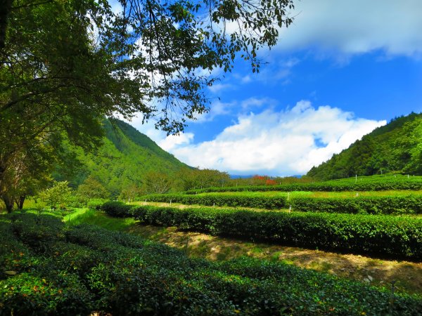 深秋武陵農場之旅（2）茶園步道447657