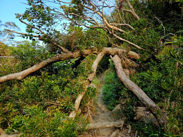 里龍山-小百岳#69-屏東縣獅子鄉2750520