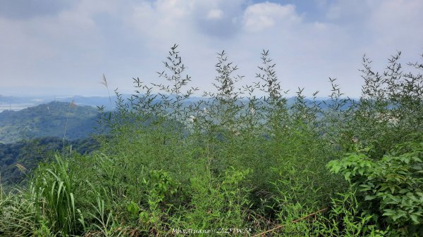 《南投》峰峰相連｜草屯九九峰森林步道O型202509062879261