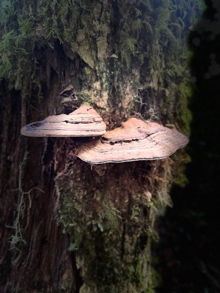 20251004-06戒茂斯嘉明湖2914199