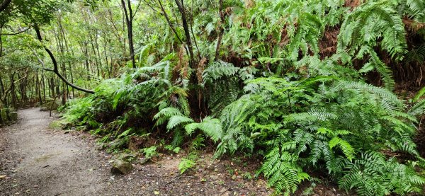 汐止新山夢湖，石獅山，翠谷橋壺穴，內湖大崙尾山，明舉山，康樂山，翠山步道，汐止金龍湖，學頭坡山1870152