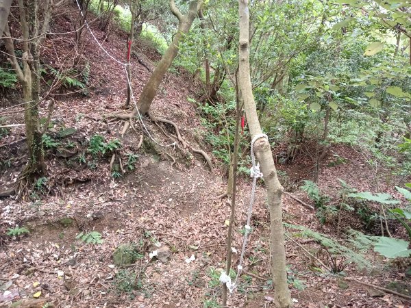 瑞芳區金瓜石砲台山+無耳茶壺山(黃金三稜)+煙囪(山)稜(黃金二稜)+水管路O型2926195