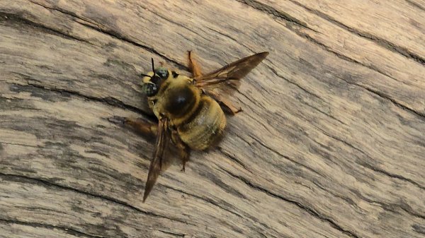 台中大坑頭嵙山（大冠鷲／木蜂／五色鳥／血藤花／鳳凰花）2756689