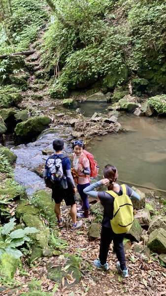 《陽明山的山林片刻｜沿著青春嶺路走向山野的綠意》2939239