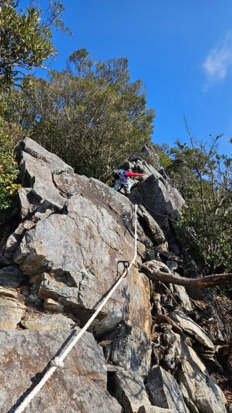 20250209橫沙笛鳶嘴醜肥大西稜O型2709375