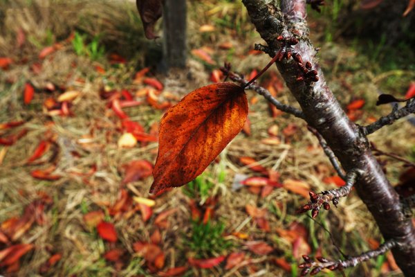 深秋。楓紅1190466