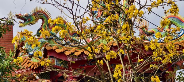 #西龍巖寺 #八里療養院 #黃花風鈴木 #青帶鳳蝶 #虎山 #101大樓  3/133014402