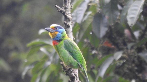 五色鳥和鐘萼木&夕陽晚霞 4/202766539