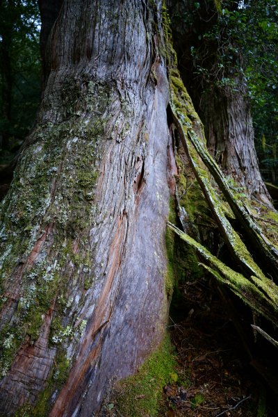 【輕忽】【大安溪神木】2695046