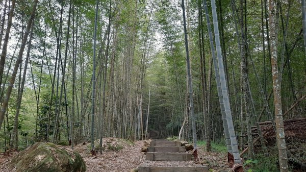 《南投》秘境步道｜鹿谷鳳凰谷步道+萬年亨衢202209241854494