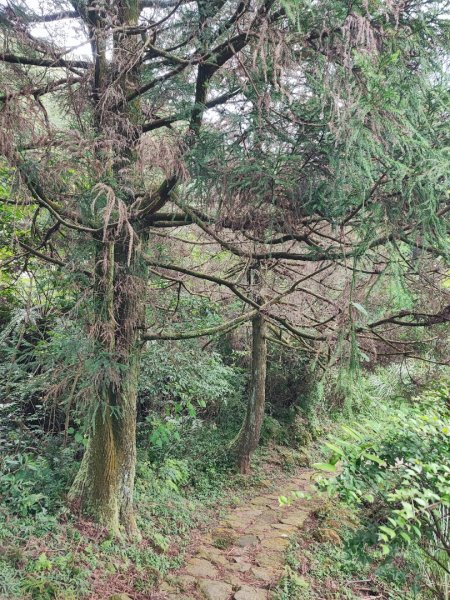 環七星山人車分道步道-百拉卡公路入口至冷水坑段 - 走遍陽明山尋寶任務2255043