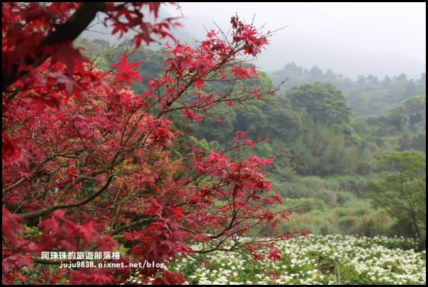 竹子湖海芋季946282