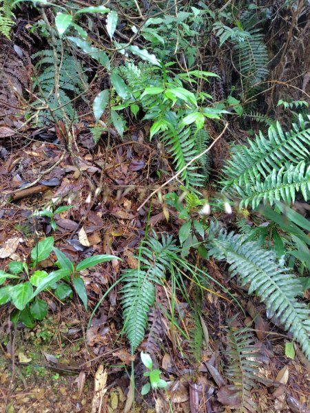 橫沙笛/橫嶺山、沙蓮山、笛吹山2799254
