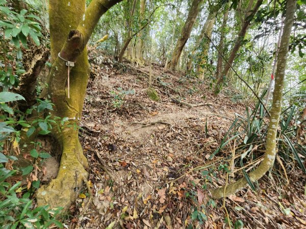 20260201雞冠山與黃麻園山(苗栗縣大湖鄉)3004221
