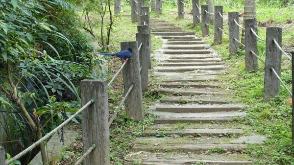 饒富自然野趣驚見台灣藍雀＠二叭子植物園