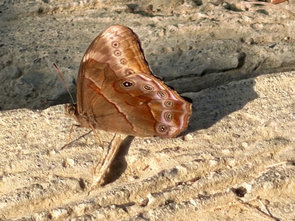 龍過脈森林步道2960930