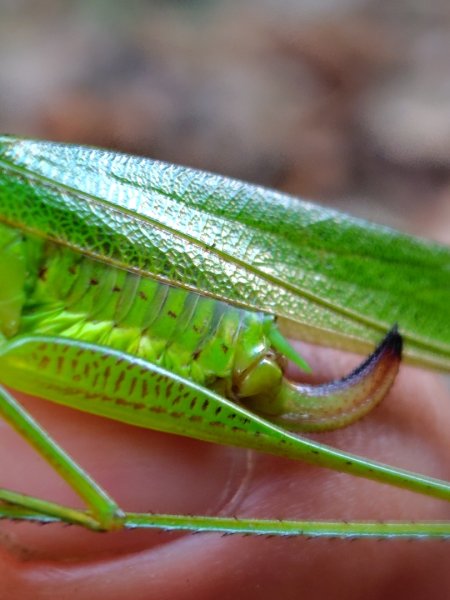 多納六秀 屯子山 安通吊橋2987248