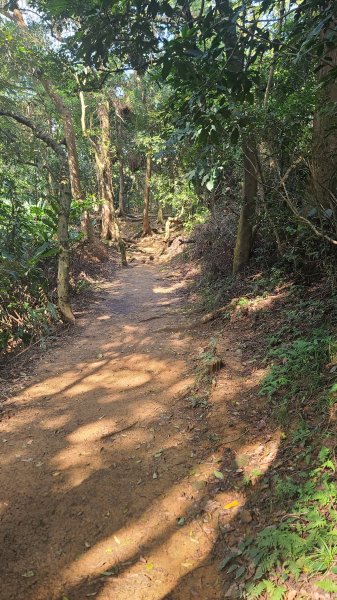 2025-0204 鶯歌_大凍山_三角埔頂山_迴龍2707912