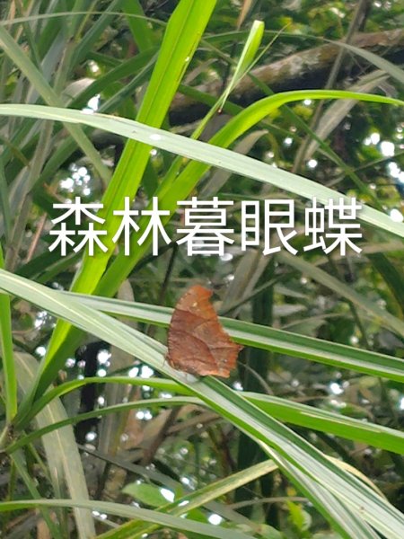 石盤坑 墘溪 橫屏山西峰 橫屏山2890702