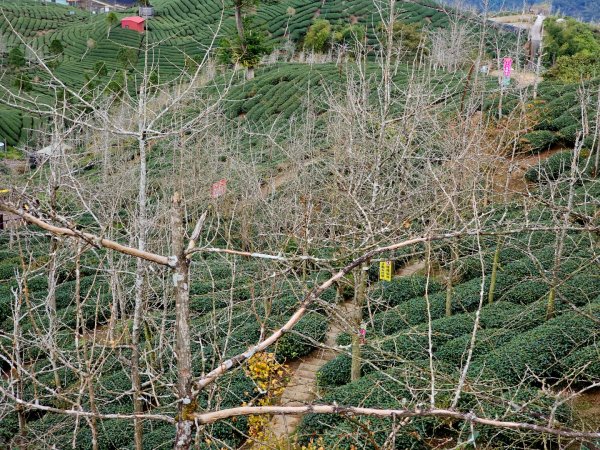 大崙山銀杏森林2966086