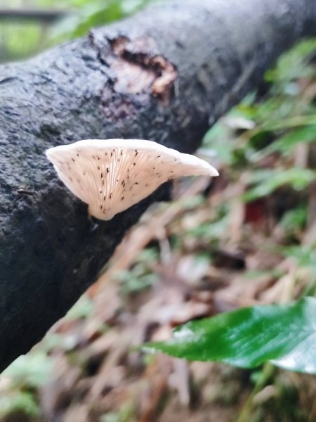 三貂嶺瀑布百大任務解鎖2957935