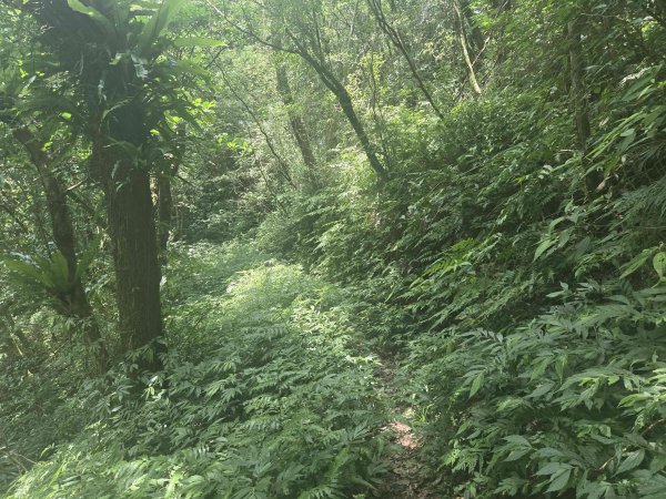 20260623中坑古道-仿山坑古道-火燒寮古道徹退3079472
