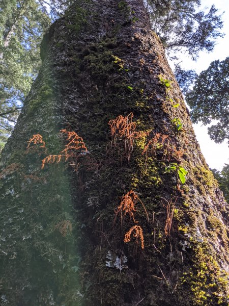 【2021 登山植物學】1609431