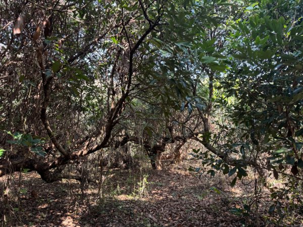 彰化縣花壇鄉芬園鄉交界崩崁2-1132、彰化縣芬園鄉竹林3-17（已遺失）2428542