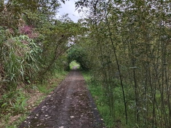 雙溪區冬陽下閃閃菅芒花2949424