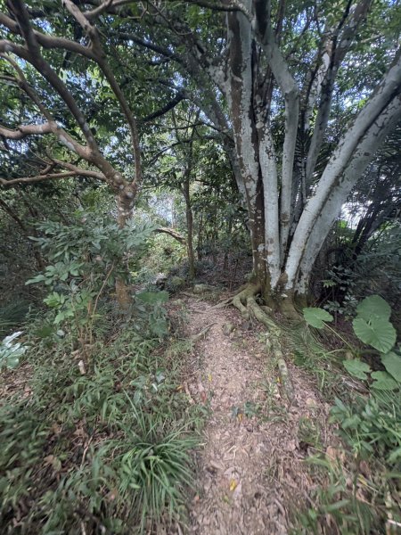 20251025南化龍湖寺至紫竹寺O繞(石松子山.大竹崙山.竹子尖山)2925091