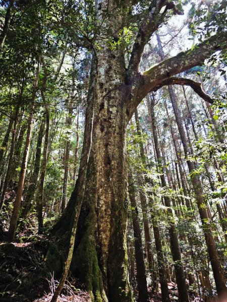 油羅山-2025森遊竹縣皮皮獅探險隊2910095