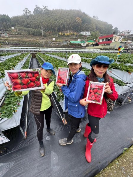 小百岳馬那邦山(H1407m)加碼採草莓2694721