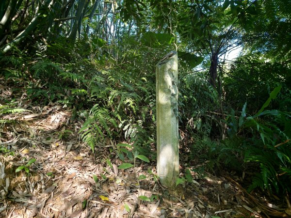 [淡蘭古道] 2026_0614 南路第二段_倒照湖山步道3096914