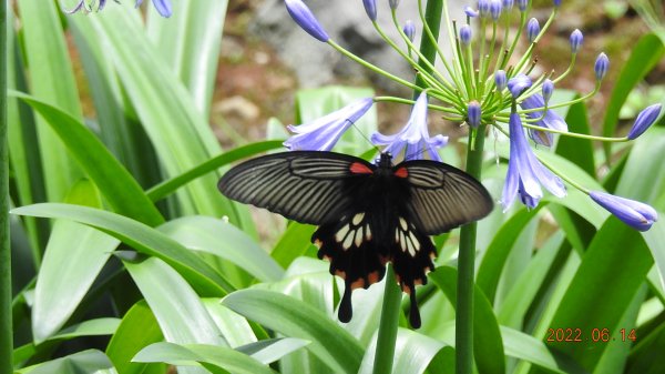 雲山水花鳥蝶 - 雲霧飄渺間的101大樓也是天空之城 ?1735101