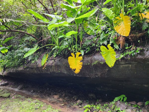 藤坪步道2395145