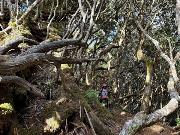 塔曼山 連走 拉拉山森林遊樂區 O繞 202510112923679