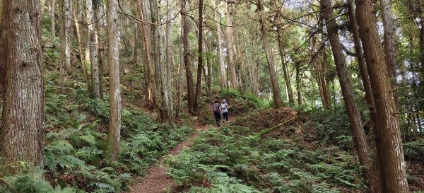 2025/06/22_民都有山登山步道2818016