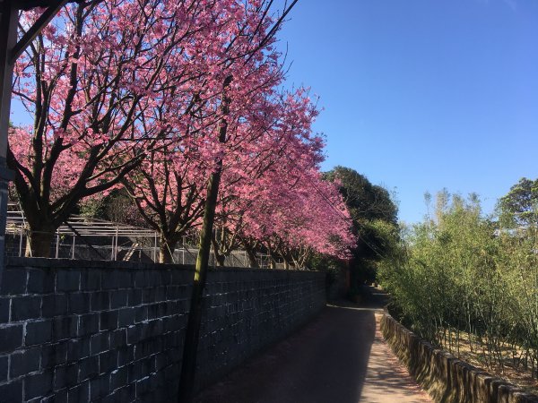 2021.02.23 天元宮-〖山仔頂步道〗【向天池山】-向天池【向天山】【面天山】-二子坪1676551